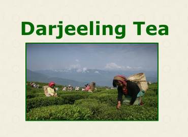 Darjeeling Tea